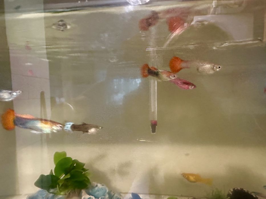 Gubiki zwierzeta akwariowe samiec