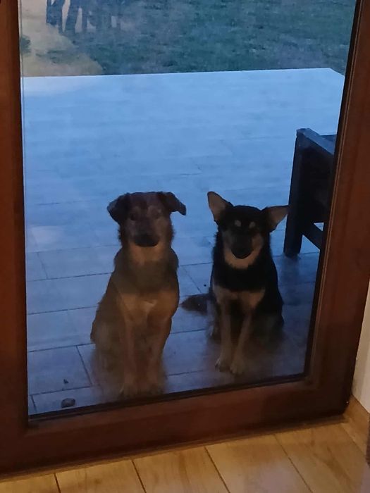 Oddam psy podwórkowe