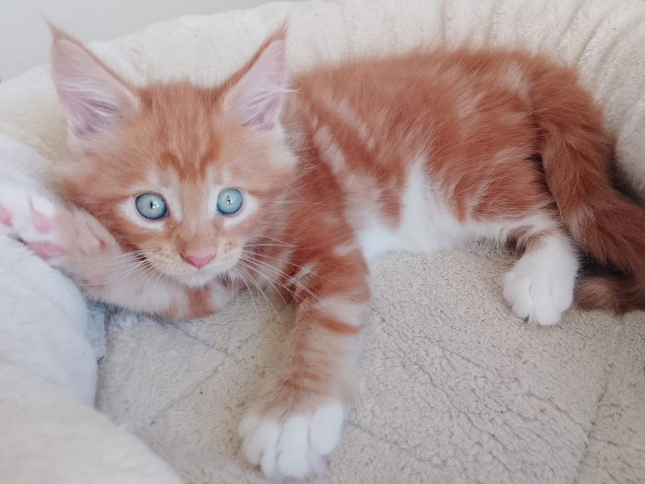 Kocurek Maine Coon Rodowód FPL