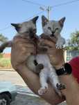 Gatinhas para adoção responsável Caxarias/Ourém/Leiria