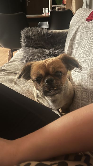 Pies w typie pekińczyka