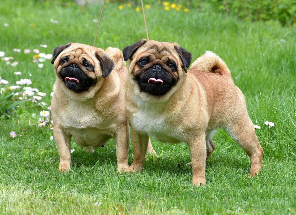 Цуцик 4.5 міс неймовірного коліру