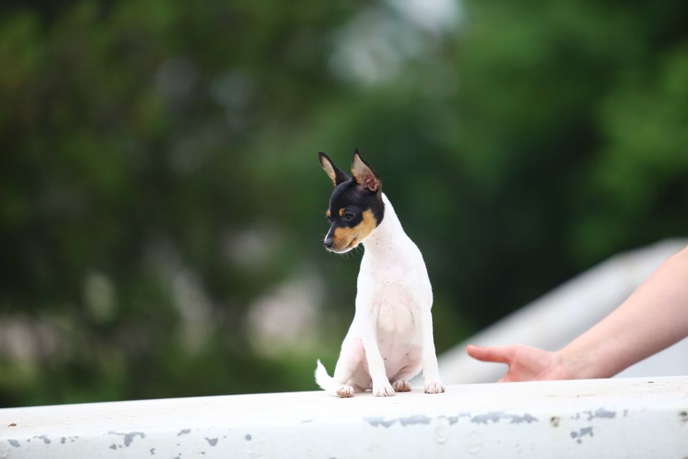 Американський той-фокстер'єр. Цуценята.