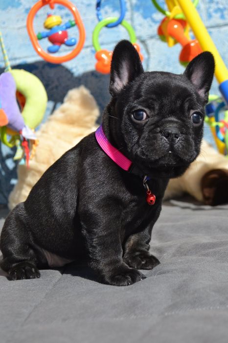 Красотка малесенька