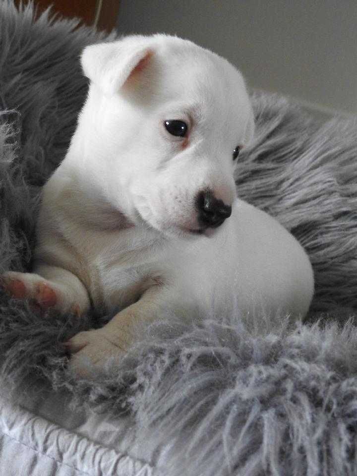 Szczeniak Jack Russell Terrier