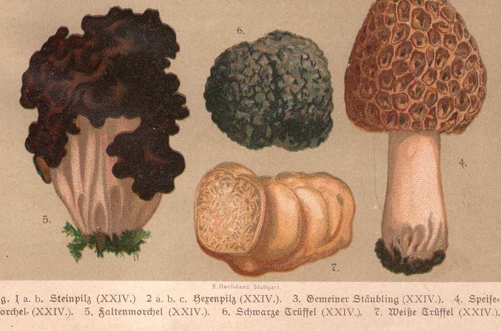 Hochdanz: Grzyby botanika litografia 1901 r. autentyk