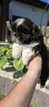 Czekoladowa suczka shih tzu