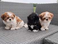 Shih tzu  piesek