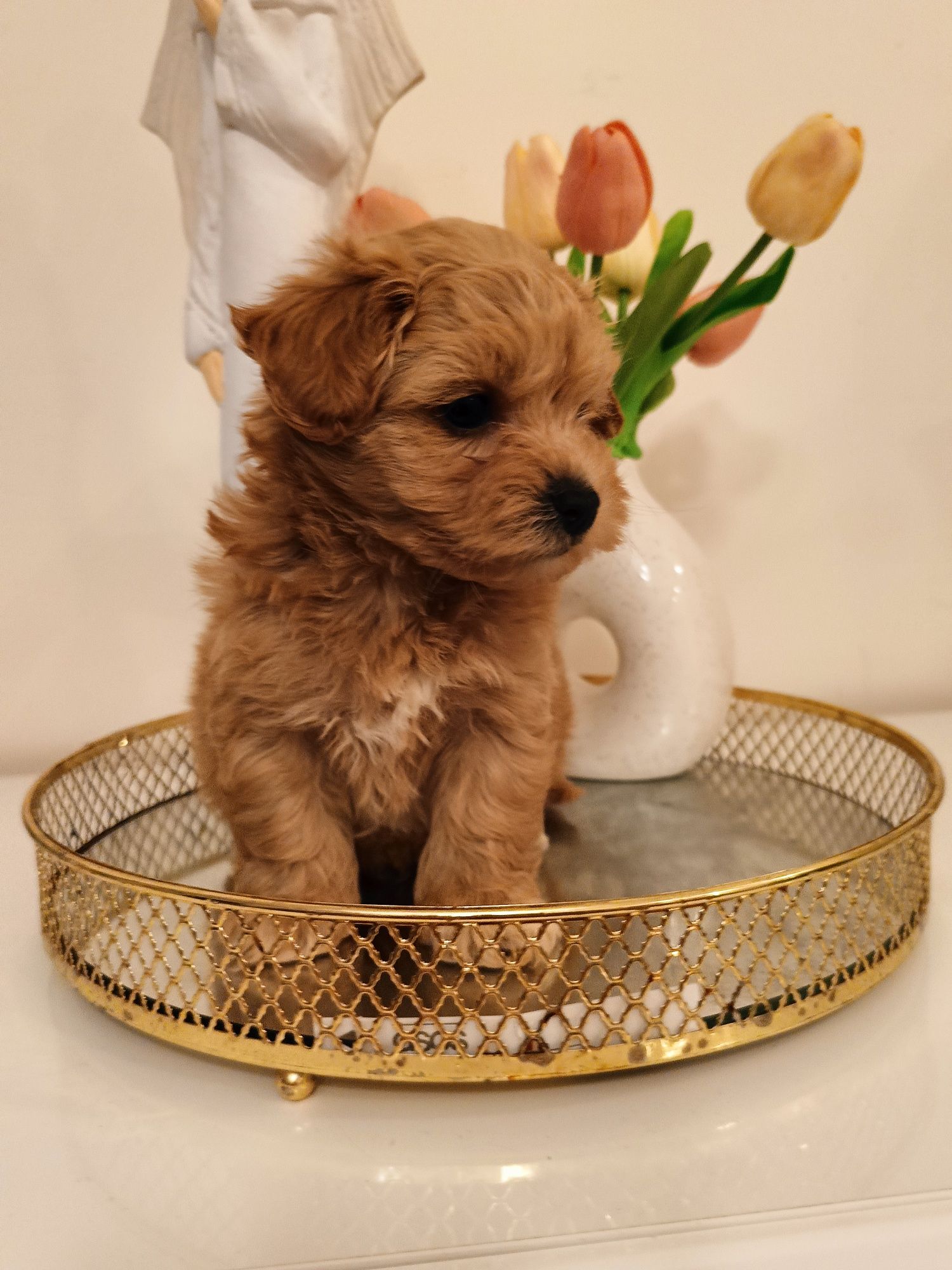 śliczny chłopak maltipoo