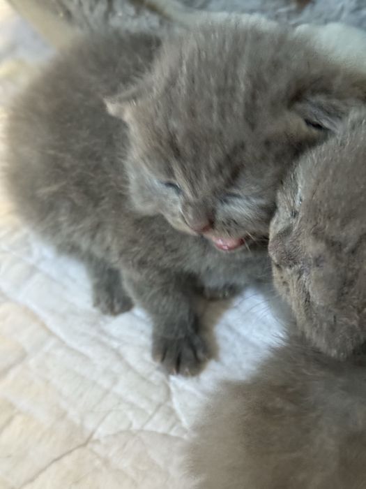 Kot brytyjski niebieski liliowy