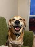 Pies typu labrador do adopcji
