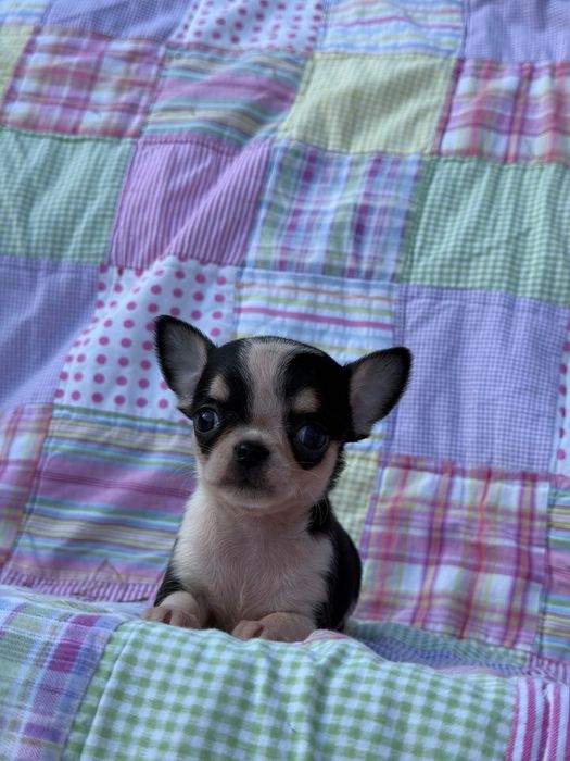 Chihuahua krótkowłosy