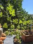 Citronelas adultas.