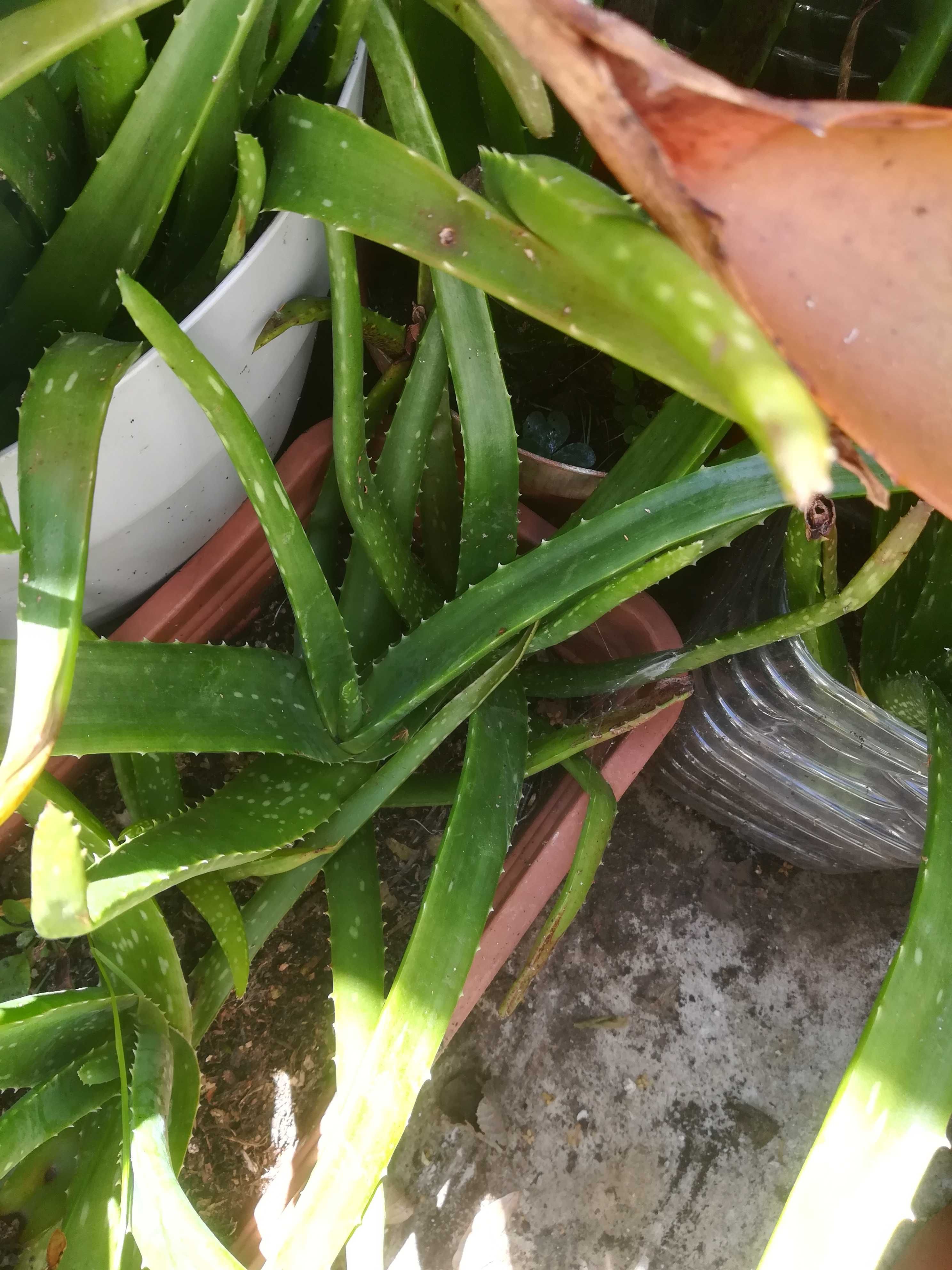 Plantas de ALOÉ VERA