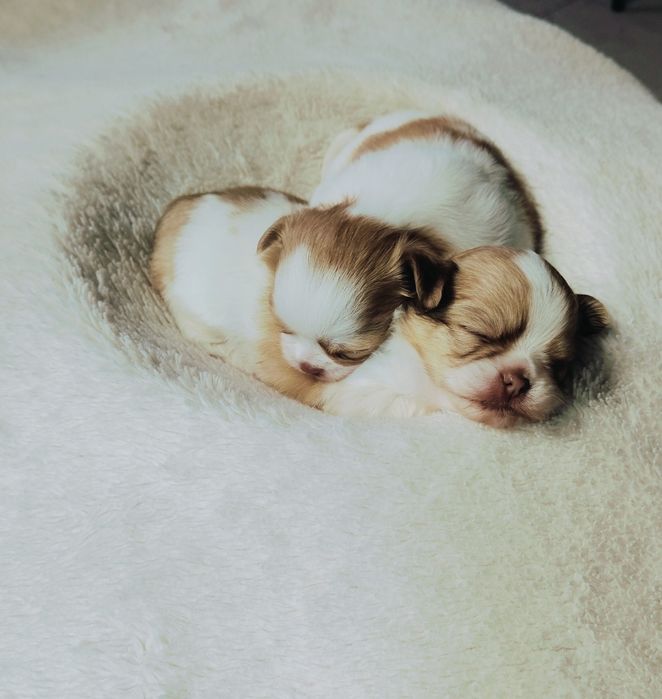 Piękny długowłosy piesek

 Szczeniak urodzony 3.10.2025
chowany  w dom