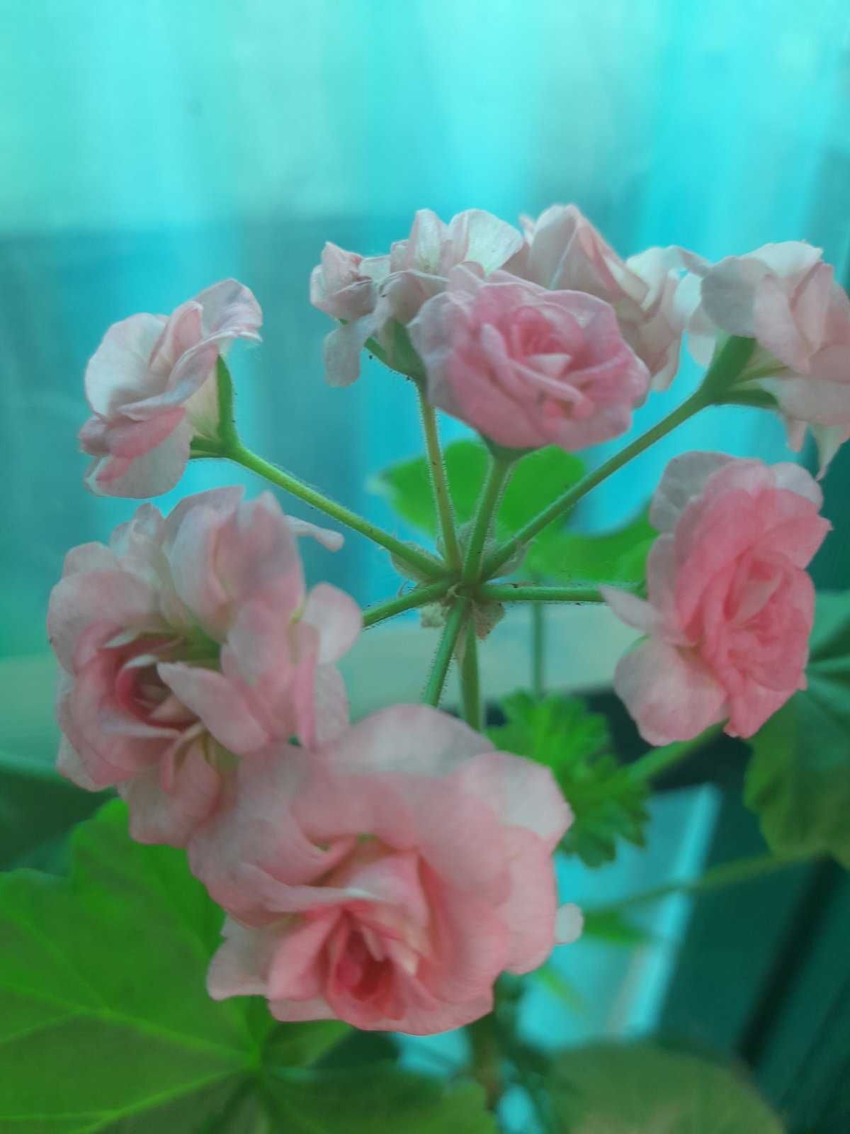 Пеларгонія -одна з красивих кімнатних рослин
