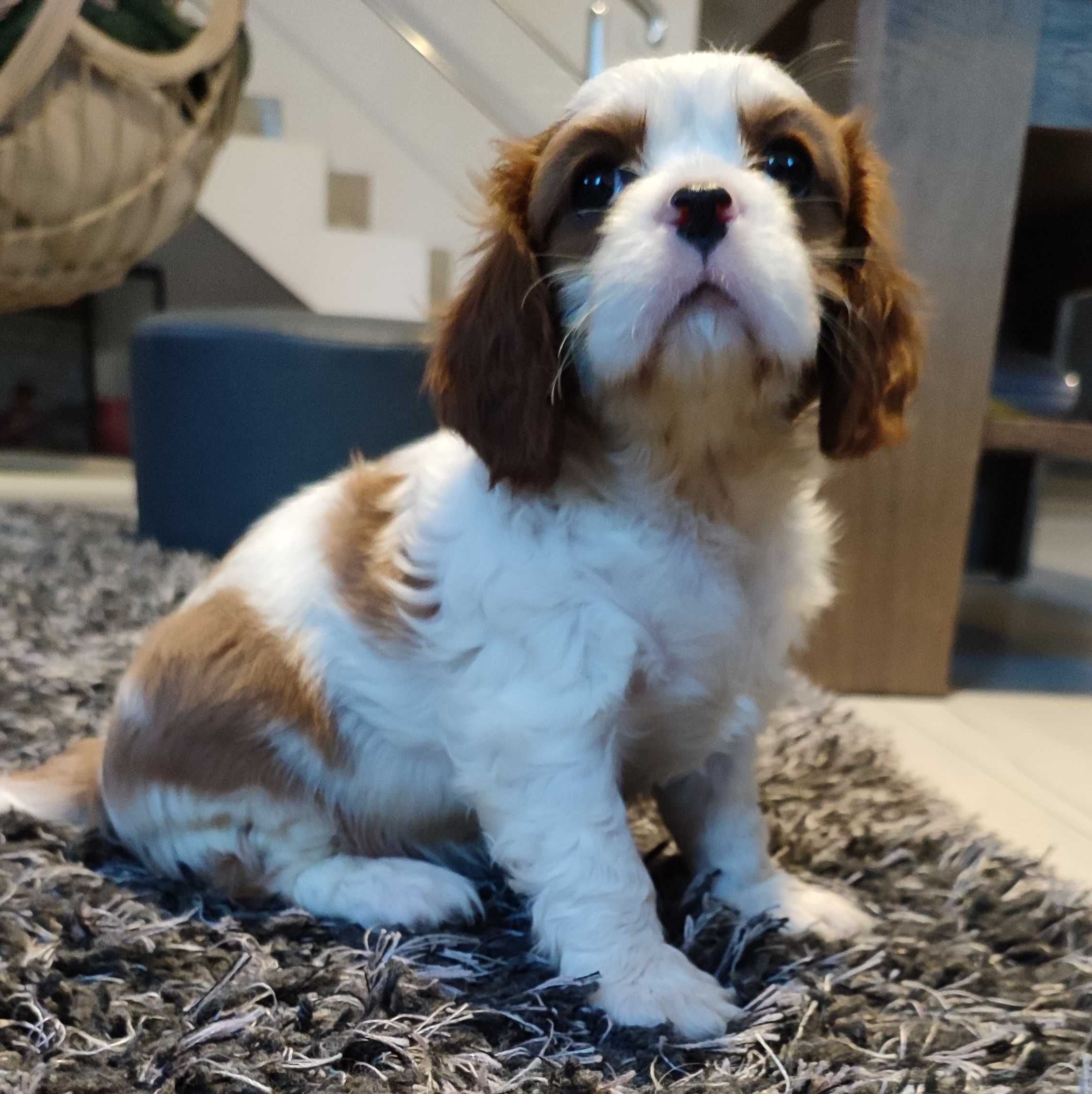 Suczka Cavalier King Charles Spaniel