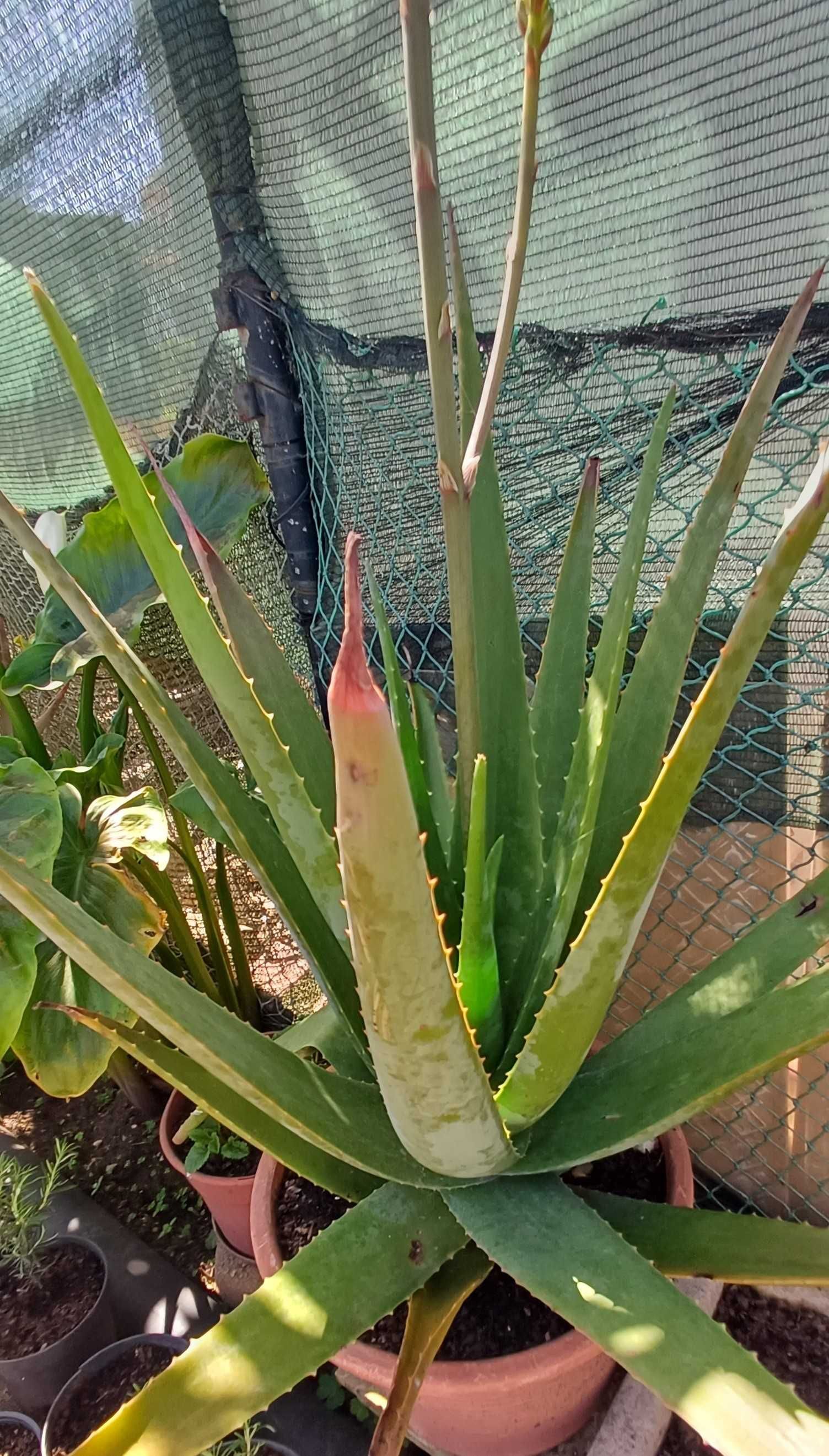 Aloe Vera Grande (em vaso)