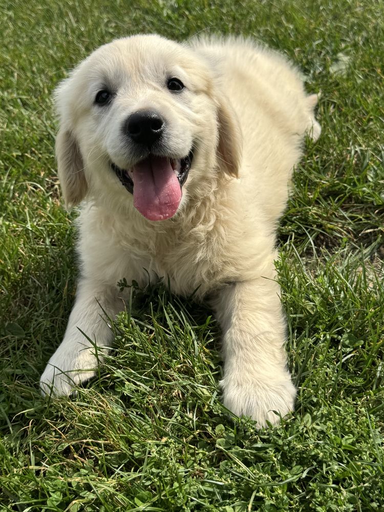 Sunia - Golden Retriever