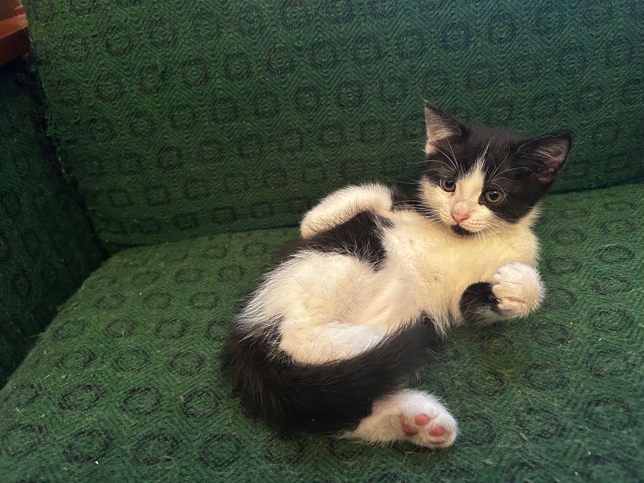 Отдам котенка бесплатно