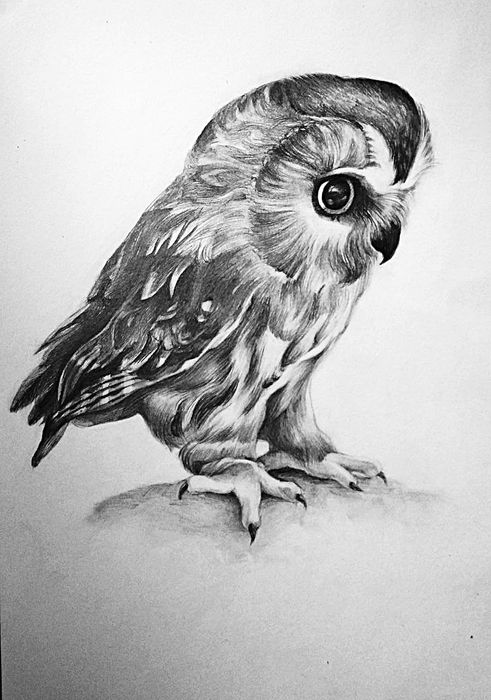 Рисунок олівцем, "Орел"