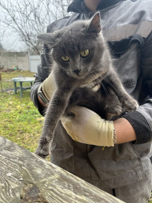 Бескоштовно в добрі руки