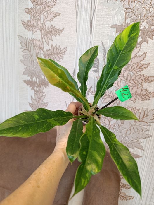 Монстера Peru,Филодендрон Мамей, Эмеральд Рэд вариегатний