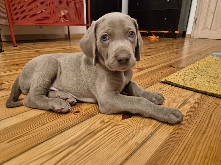 Szczenię wyżeł weimarski Cotar Canis Wrocław ZKwP FCI