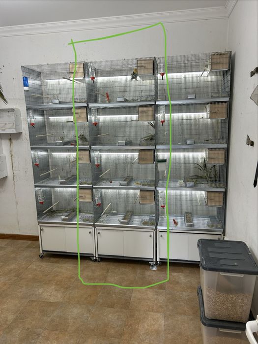 Modulo para agapornis