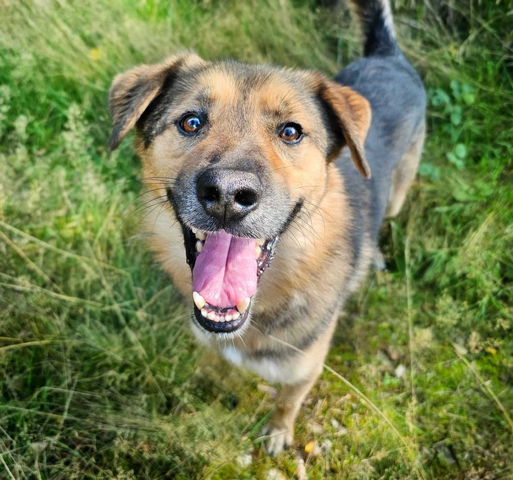 Piękny Agat szuka domu