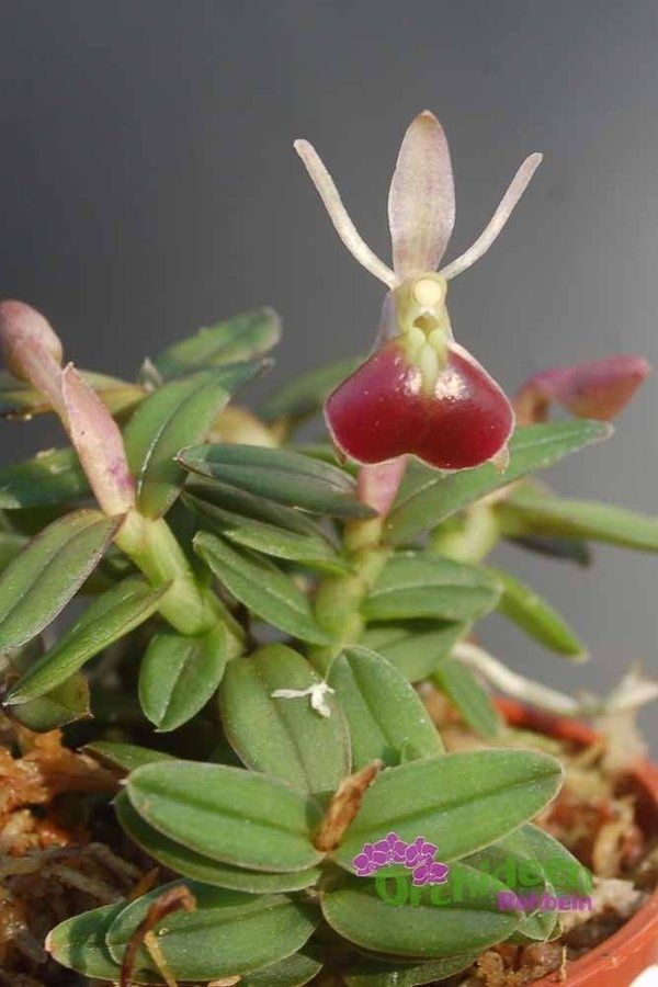 Мініатюрна орхідея Nanodes porpax
