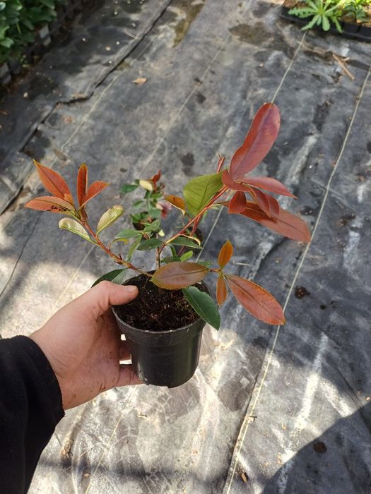 Głogownik RED ROBIN 15-30cm W DONICZCE ! PIĘKNE sadzonki - żywopłot.