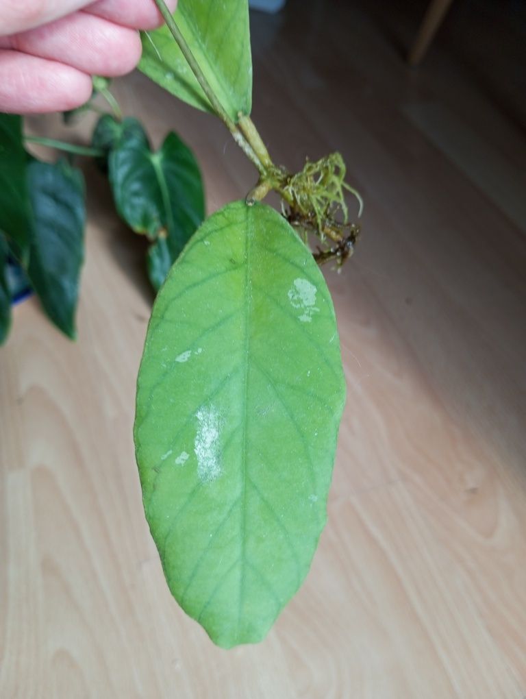 Hoya Meredithii ukorzeniona sadzonka