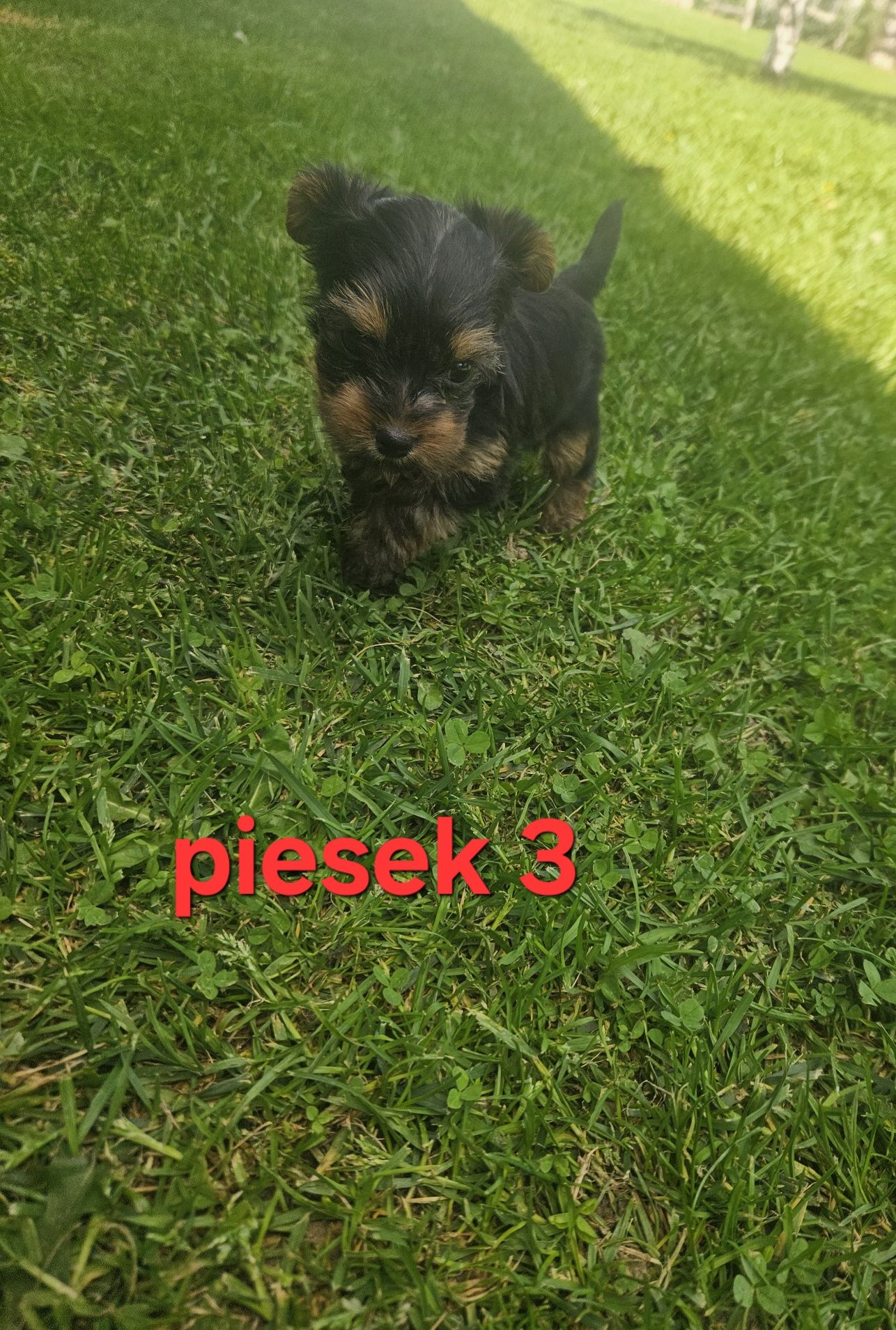 Piesek york z Rodowodem do odbioru