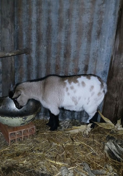 Cabrita anã para troca