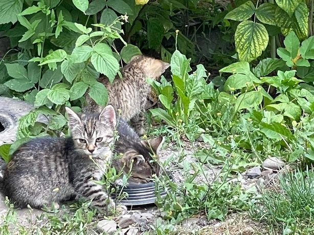 Małe około 2-3 miesięczne kotki szukają domu