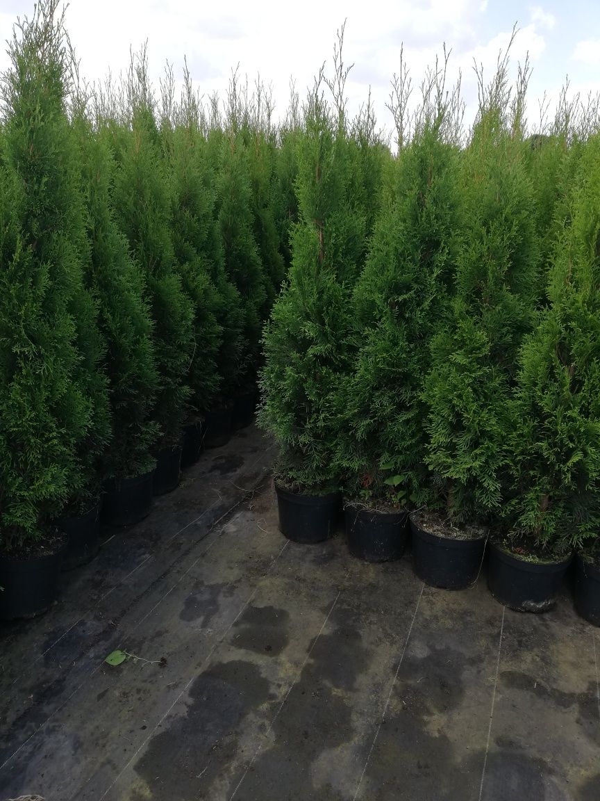 Tuja Thuja szmaragd 100cm Transport do klienta