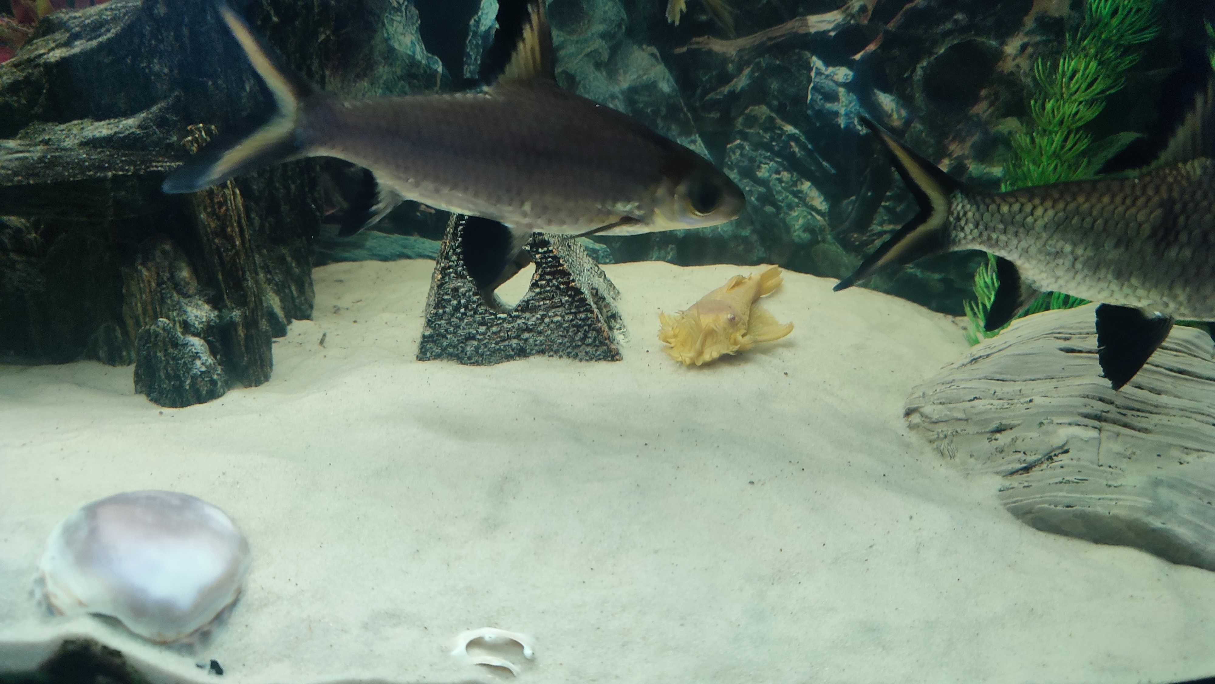 akwarium komplet z rybami