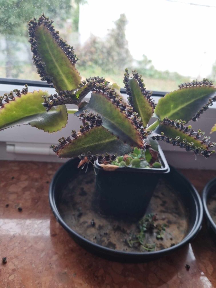 Zywororódka pierzasta roslina  lecznicza