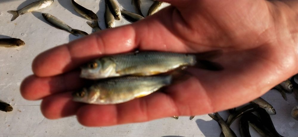 Narybek , karp , tegoroczny .
