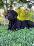 Labrador Retriever Castanho