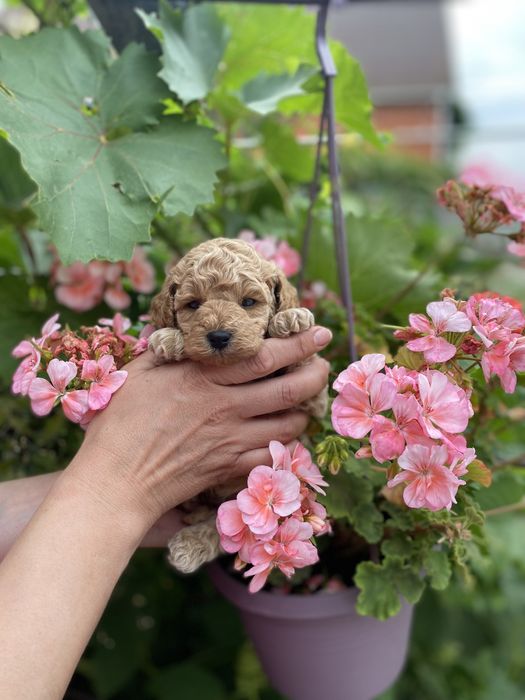 Маленький хлопчик