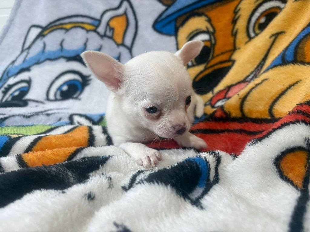 Chihuahua szczeniaczek