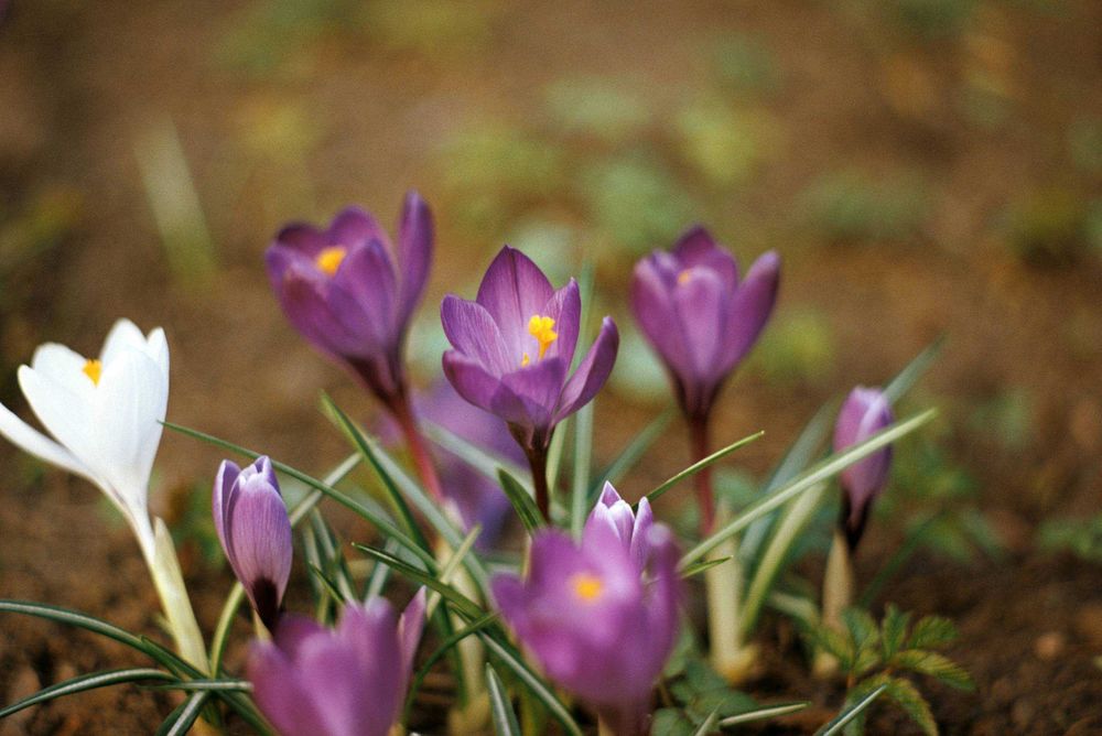 Обєктив Super Takumar 85mm f/1.9