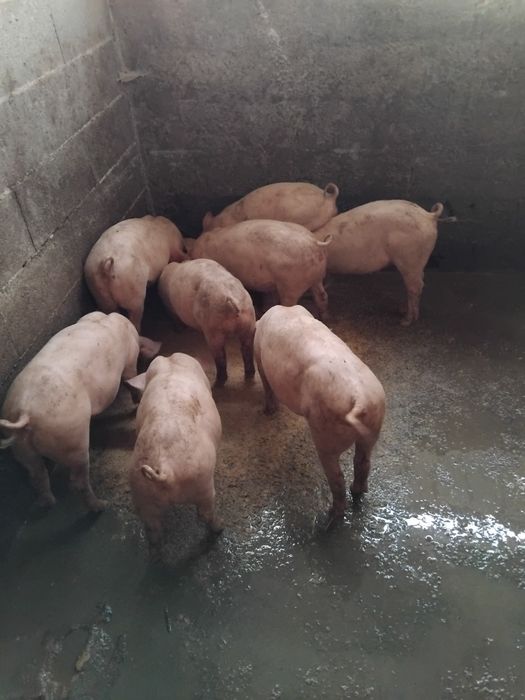 para cedência, excelente  linhagem