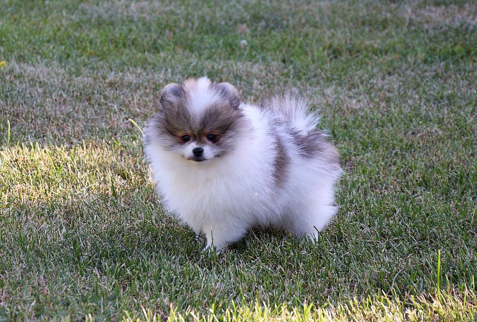 Nefryt - puchaty piesek Pomeranian parti color