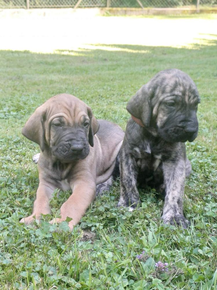 Szczeniak Fila Brasileiro