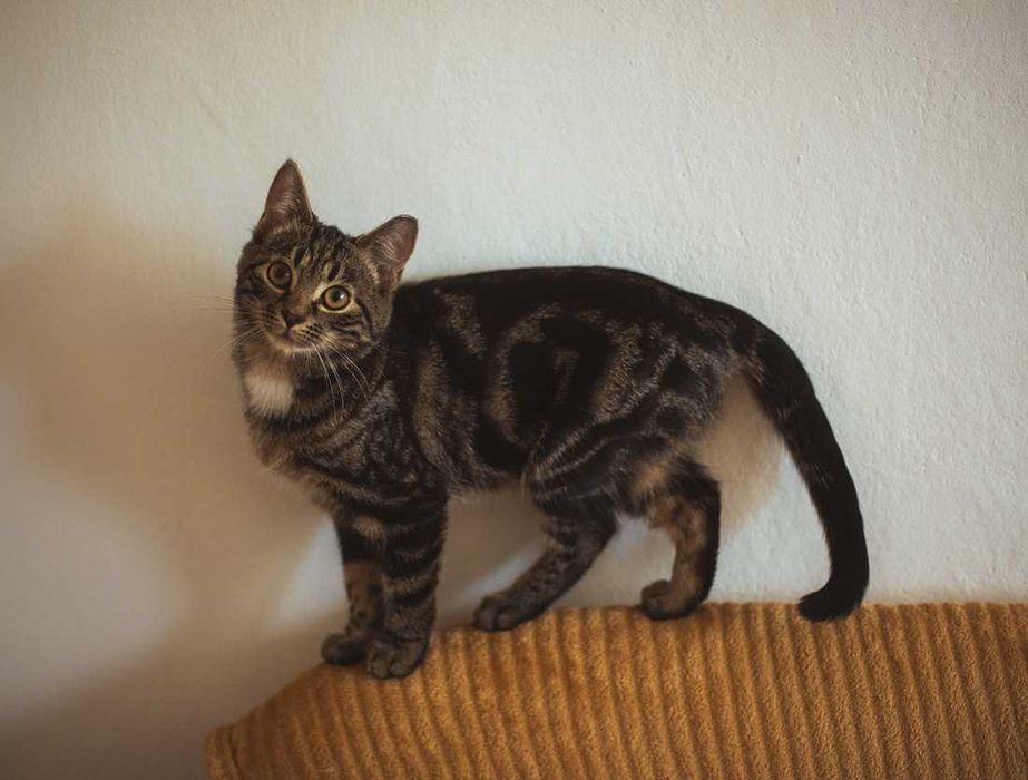 Kociak do adopcji - AMANT - 3 miesiące