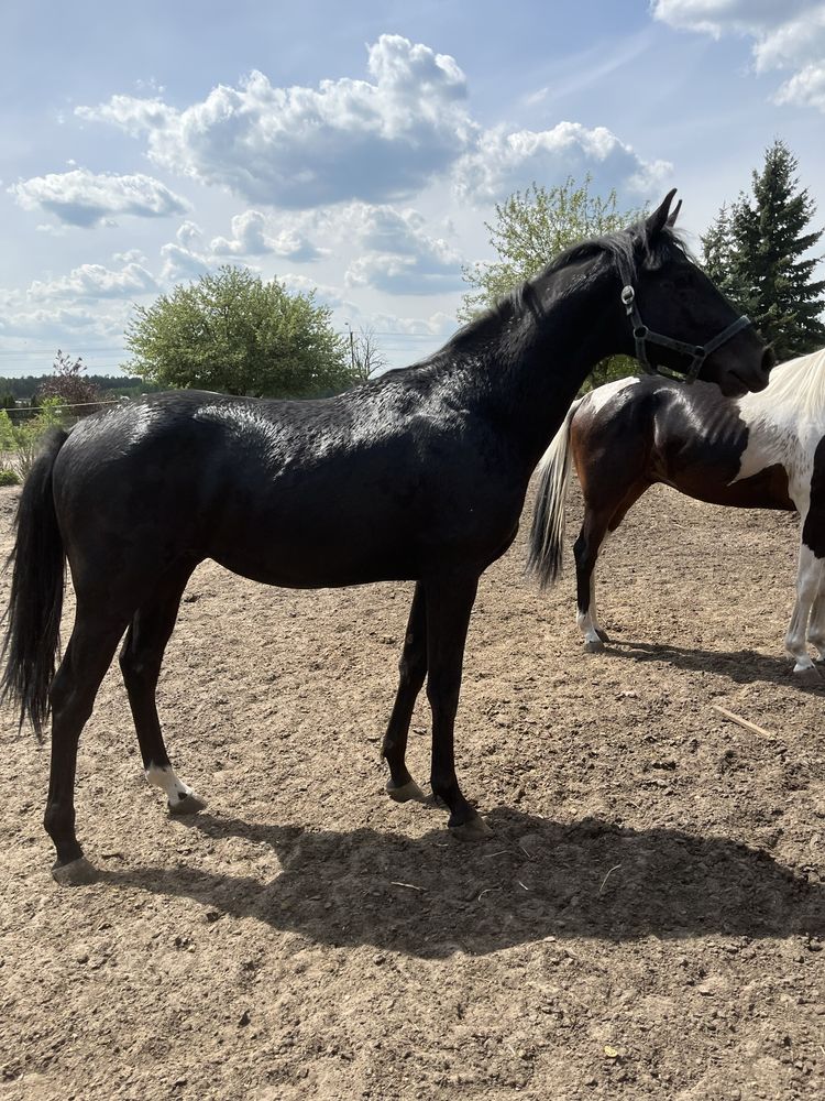 Koń Kary Ogier 2 lata