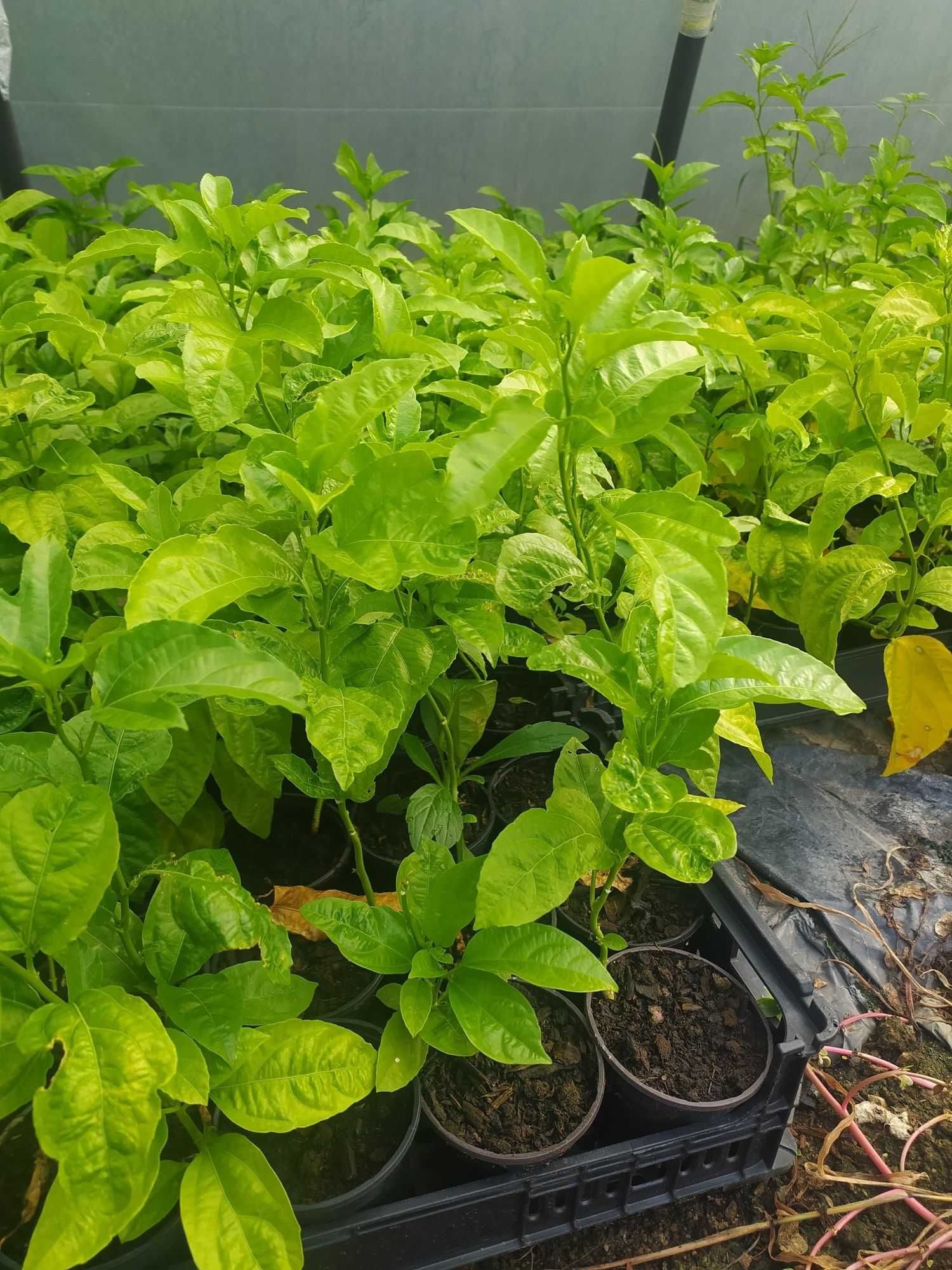 Planta de maracujá em vaso